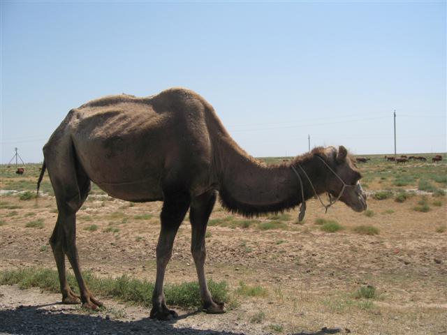Camel on road side!