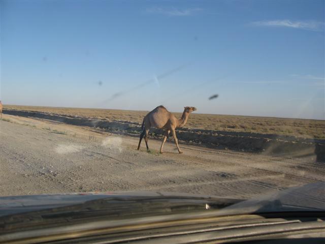 A Camel walking acroos the road